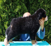 SrbijaOglasi - Stenci bernskog planinskog psa na prodaju